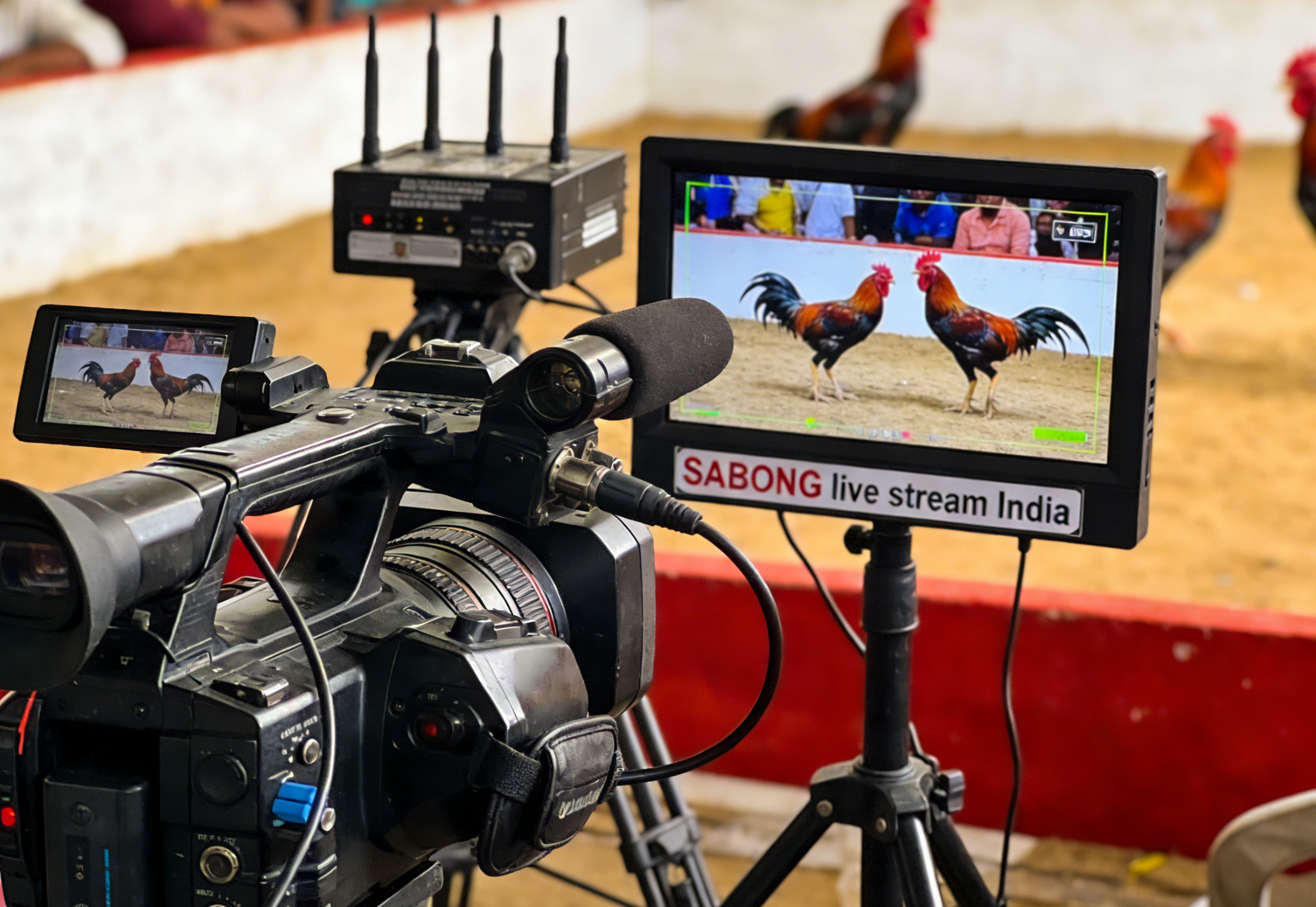 ScreenShot<em>2026-01-19</em>171347_246″ loading=”lazy” style=”max-width:100%;height:auto;display:block;margin:1em auto;border-radius:8px;” /></figure>
<h2>How to Read a SABONG Match Like a Pro</h2>
<p>One of the biggest advantages of live streaming is observation.</p>
<h3>What to Watch For</h3>
<ul>
<li>Movement speed – Faster roosters often dominate</li>
<li>Aggression – Confident attacks indicate strength</li>
<li>Stamina – Endurance matters in longer rounds</li>
<li>Trainer reputation – Experienced handlers matter</li>
</ul>
<p>Mastering observation improves success in <strong>SABONG live stream India</strong> betting.</p>
<h2>Why Indian Players Prefer Live SABONG</h2>
<p>Compared to traditional casino games, <strong>SABONG</strong> offers:</p>
<ul>
<li>Faster results</li>
<li>Simple rules</li>
<li>Live decision-making</li>
<li>Cultural authenticity</li>
</ul>
<p>For players who enjoy instant action, <strong>SABONG live stream India</strong> is a perfect choice.</p>
<h2>Mobile SABONG Live Streaming in India</h2>
<p>Most Indian players prefer mobile gaming. <strong>Baji’s SABONG</strong> streams are:</p>
<ul>
<li>Fully mobile-optimized</li>
<li>Touch-friendly</li>
<li>Compatible with Android devices</li>
</ul>
<p>This allows you to watch and bet anytime, anywhere.</p>
<h2>Responsible Gaming While Watching SABONG Live</h2>
<p>Live games can be intense, so responsible gaming is essential.</p>
<h3>Tips for Safe Play</h3>
<ul>
<li>Set daily betting limits</li>
<li>Avoid chasing losses</li>
<li>Take breaks between sessions</li>
<li>Treat SABONG as entertainment</li>
</ul>
<p><strong>Baji</strong> promotes responsible gaming tools to help Indian players stay in control.</p>
<h2>Common Mistakes Beginners Make</h2>
<p>Even when enjoying <strong>SABONG live stream India</strong>, beginners often make mistakes:</p>
<ul>
<li>Betting without watching the stream</li>
<li>Ignoring odds fluctuations</li>
<li>Betting emotionally</li>
<li>Placing large bets too early</li>
<li>Playing without a budget</li>
</ul>
<p>Avoiding these mistakes leads to a better experience.</p>
<h2>SABONG Live Stream vs. Sports Live Betting</h2>
<p>| Feature         | SABONG Live Stream | Sports Live Betting |<br />| :————– | :—————– | :—————— |<br />| Match Length    | Minutes            | Hours               |<br />| Rules           | Simple             | Complex             |<br />| Decision Speed  | Instant            | Delayed             |<br />| Skill Focus     | Observation        | Statistics          |</p>
<p>This comparison explains why many Indian players prefer <strong>SABONG</strong>.</p>
<h2>Why Choose Baji for SABONG Live Streaming</h2>
<p><strong>Baji</strong> has earned trust among Indian players by offering:</p>
<ul>
<li>Stable HD live streams</li>
<li>Transparent results</li>
<li>Fast withdrawals</li>
<li>Secure technology</li>
<li>24/7 customer support</li>
</ul>
<p>Experience reliable <strong>SABONG live stream India</strong> at 👉 https://binbonusjin.com</p>
<h2>Frequently Asked Questions (FAQ)</h2>
<h3>Is SABONG live streaming legal in India?</h3>
<p>Legality depends on regional laws. Always play on licensed international platforms and follow local regulations.</p>
<h3>Can beginners watch SABONG live streams without betting?</h3>
<p>Yes. Watching without betting is encouraged for learning.</p>
<h3>Is SABONG purely luck-based?</h3>
<p>No. Observation, timing, and discipline play a major role.</p>
<h2>The Future of SABONG Live Streaming in India</h2>
<p>As demand grows, <strong>SABONG live stream India</strong> is expected to improve with:</p>
<ul>
<li>Higher-quality streaming</li>
<li>Mobile-first platforms</li>
<li>Faster transactions</li>
<li>Enhanced responsible gaming features</li>
</ul>
<p>This evolution ensures a safer and more enjoyable experience.</p>
<h2>Final Thoughts: Enjoy SABONG Live the Smart Way</h2>
<p><strong>SABONG</strong> live streaming combines tradition, excitement, and modern technology. With the right platform, responsible habits, and proper understanding, Indian players can enjoy this unique experience safely.</p>
<p>This guide has shown you:</p>
<ul>
<li>How <strong>SABONG live stream India</strong> works</li>
<li>How to watch and bet step by step</li>
<li>How to avoid beginner mistakes</li>
<li>Why <strong>Baji</strong> is a trusted choice</li>
</ul>
<p>If you’re ready to experience real-time action, now is the perfect time to begin.</p>
<p>👉 Watch live. Play smart. Choose <strong>Baji</strong>.</p>
<p><script type=